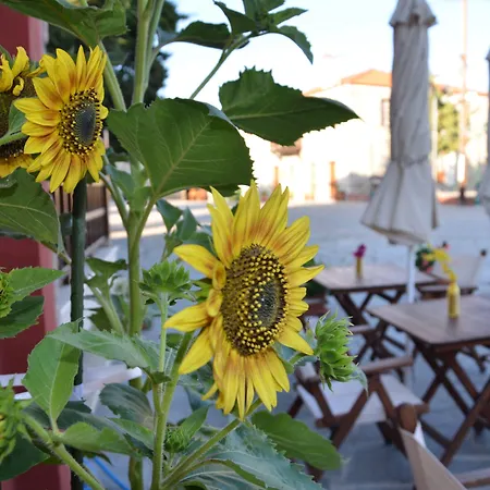 Pensionat Helianthus Amoliani
