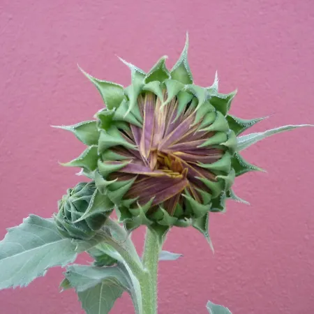 ηλίανθος Πανσιόν