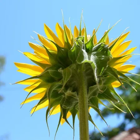 Helianthus