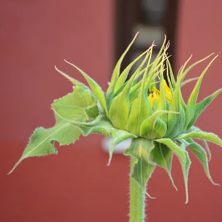 Helianthus Amolianí