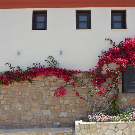 Πανσιόν ηλίανθος