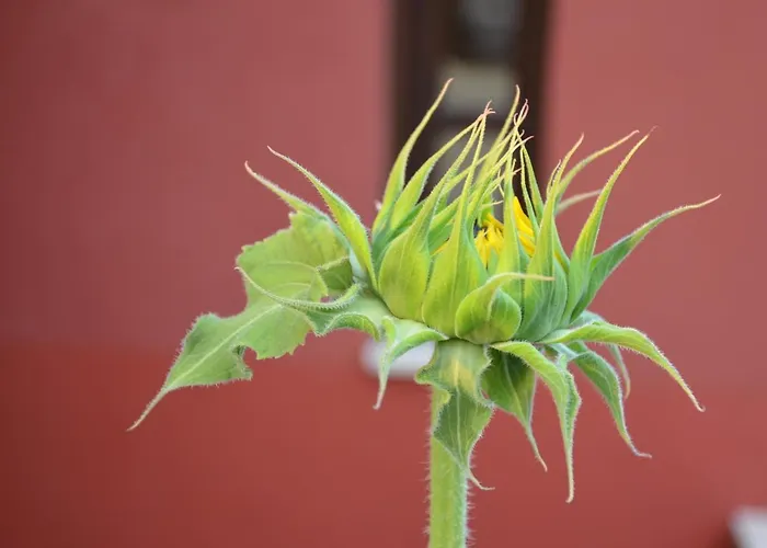 Helianthus Amoliani