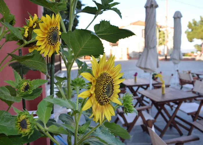 Casa de hóspedes Helianthus Amoliani