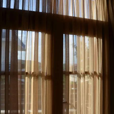 Helianthus 4* أمولياني