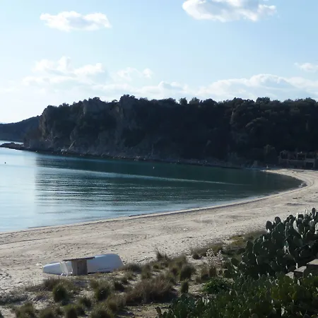 Helianthus أمولياني