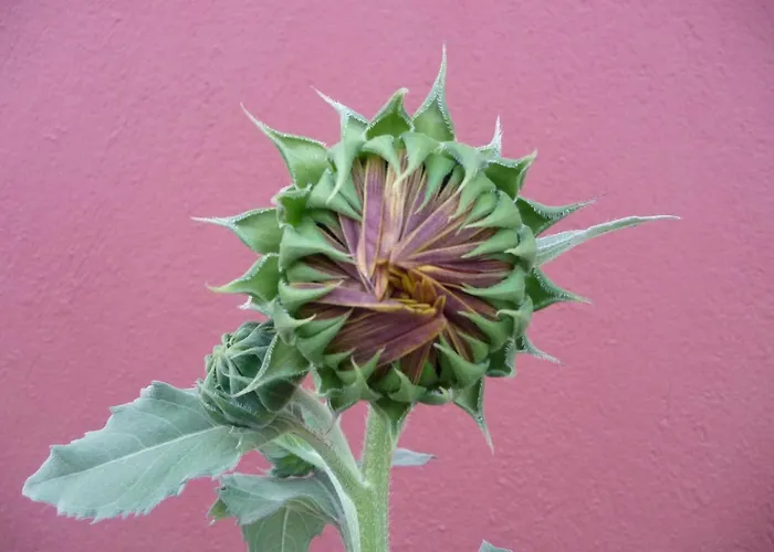 ηλίανθος Πανσιόν