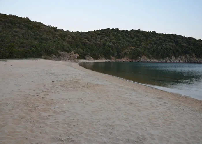 Πανσιόν ηλίανθος